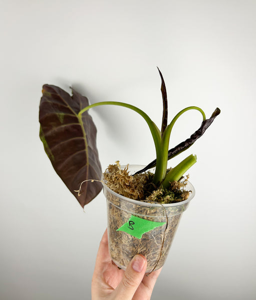 Alocasia golden bone variegated B