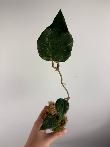 hoya glabra sf004 C
