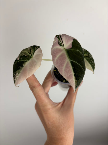 Alocasia black velvet pink