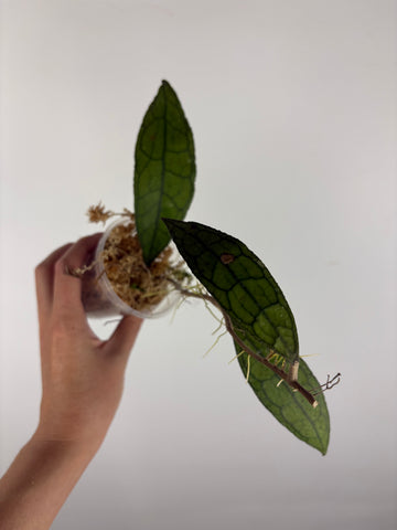 Hoya Clemensiorum sp aceh 1