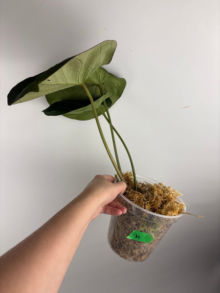 Anthurium king of spades H large