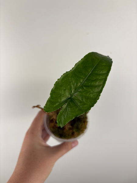 Alocasia olanii