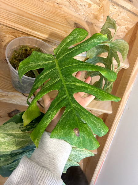 Monstera mint - large plant