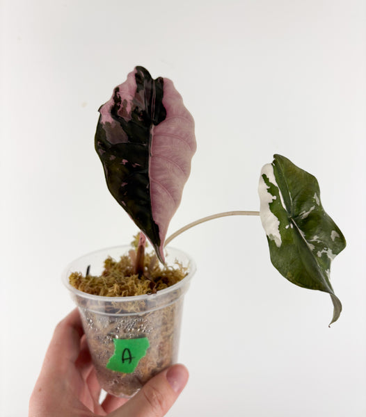 Alocasia chantrieri pink variegated A