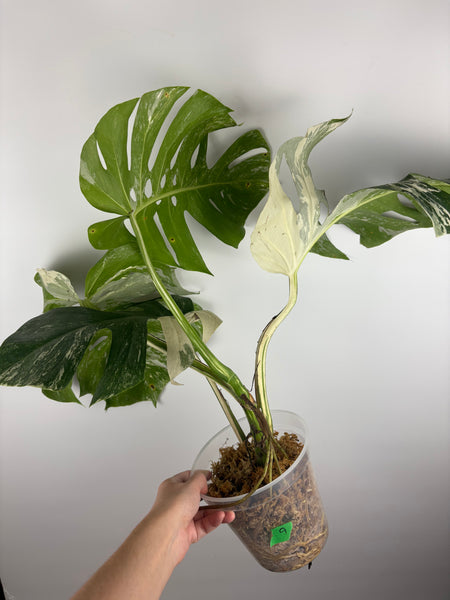 Monstera albo 9