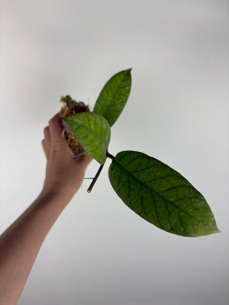 Hoya Meredithii Sp Aceh 1A