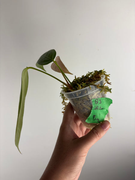 Anthurium Black sweet x farcatum B2 as is