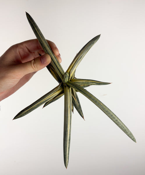 Sansevieria “blue clone” variegated from Indonesia