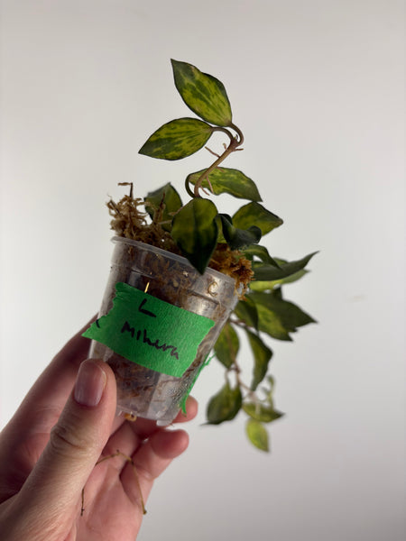 hoya lacunosa minara A