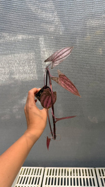 Dioscorea pixel pink (Thailand) unacclimated