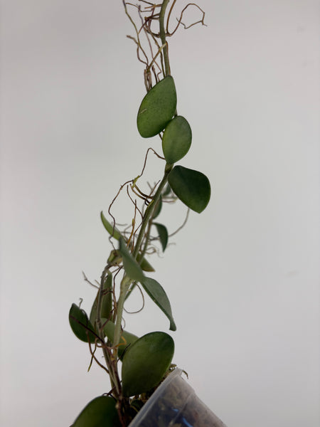 hoya nummularioides silver A