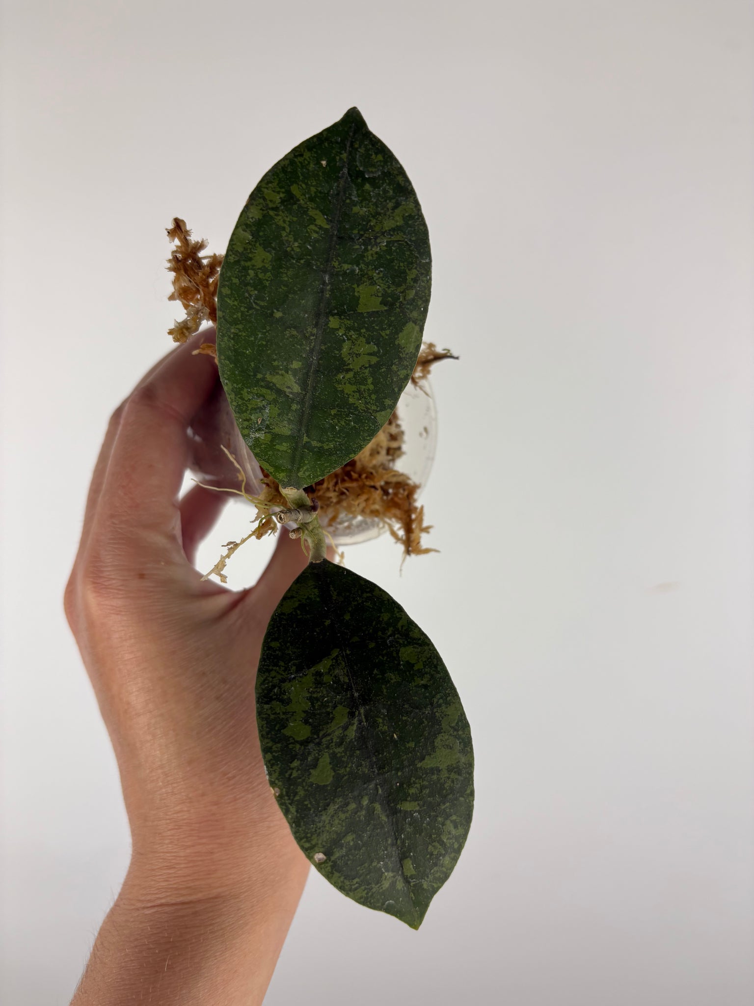 Hoya sp kalbar round leaf 3