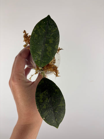 Hoya sp kalbar round leaf 3