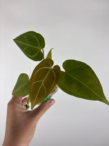Anthurium legend x fort sherman 3