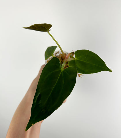 Anthurium Black sweet x blue papillilaminum hybrid A