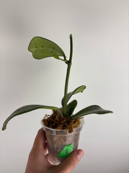 Hoya Chang dao silver E