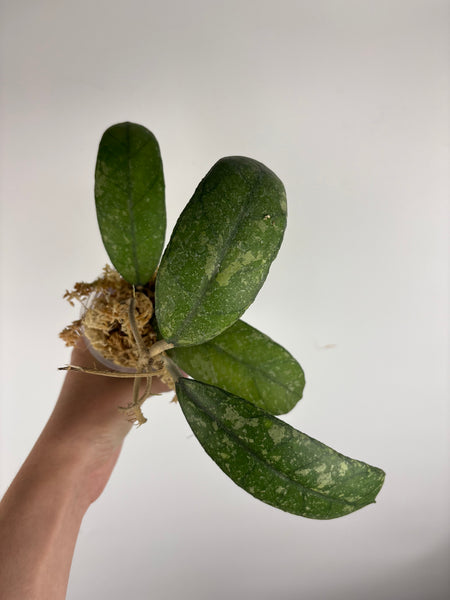 Hoya sp. (Northern Sumatra) silver splash C