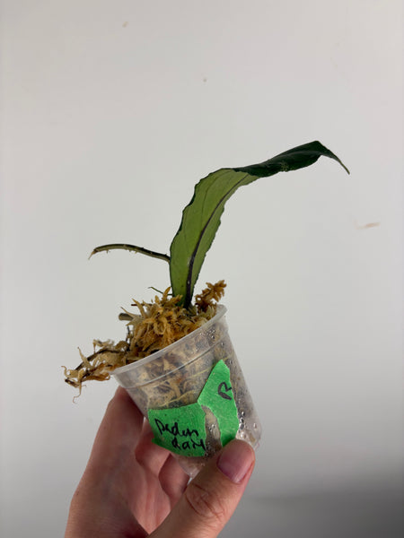 Hoya Sp. Aceh Pandan Dalu B