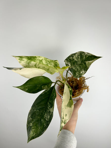 Aglaonema siam jade variegated D