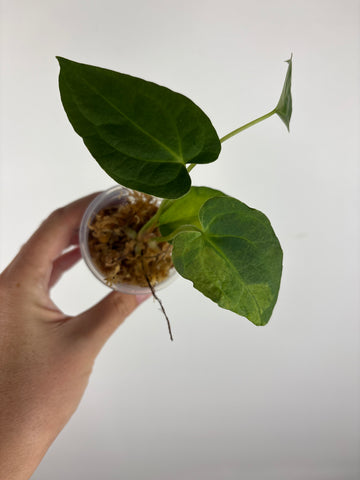 Anthurium legend x fort sherman sport variegated