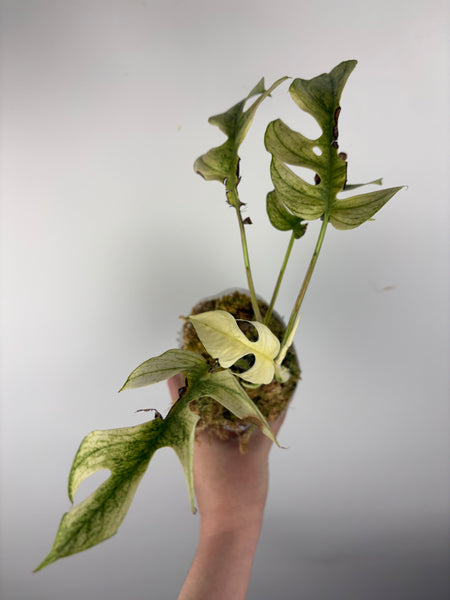 rhaphidophora tetrasperma white monster - multiple growth points