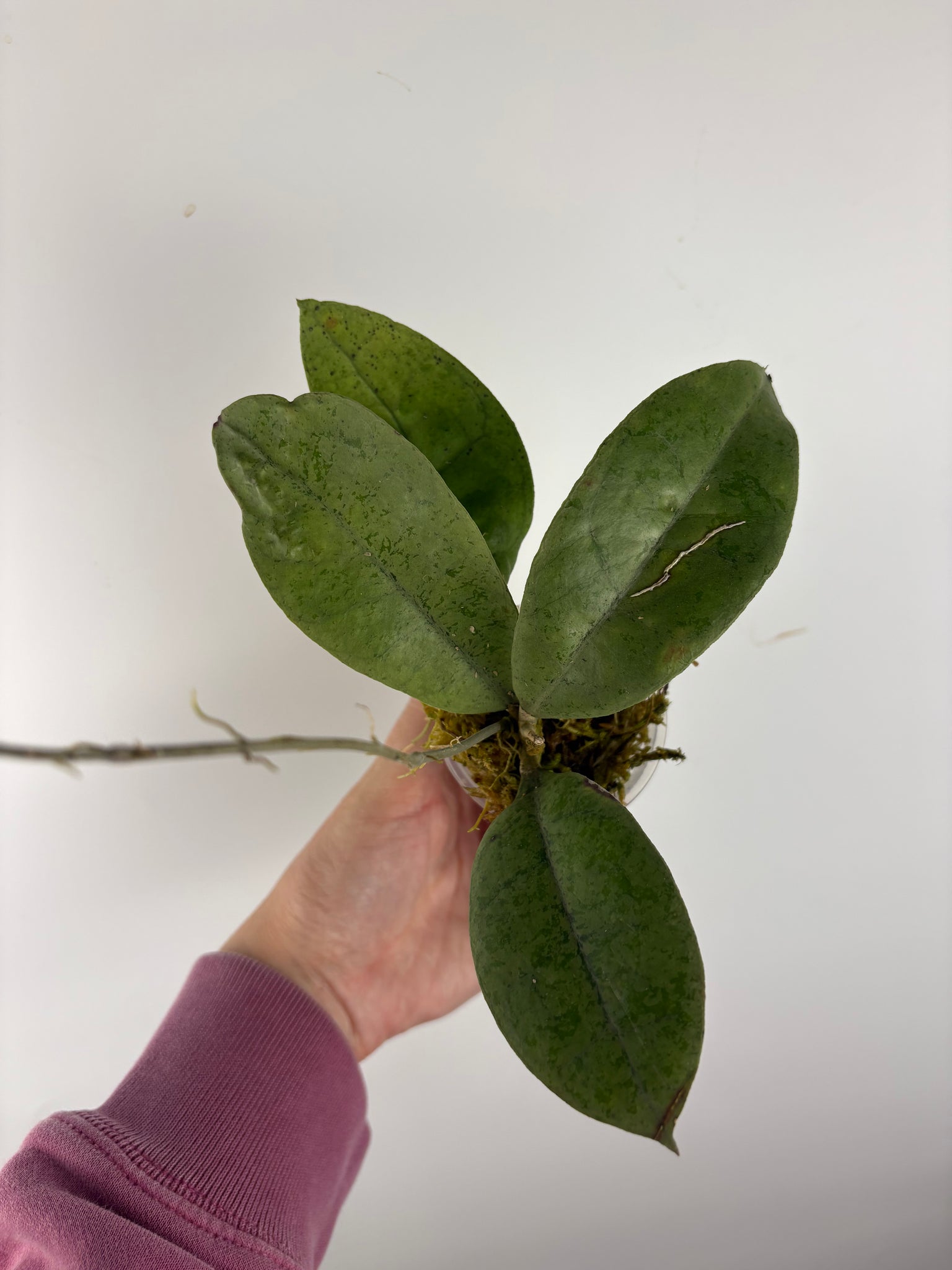 Hoya aff forbesii silver 6