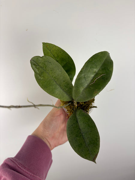 Hoya aff forbesii silver 6