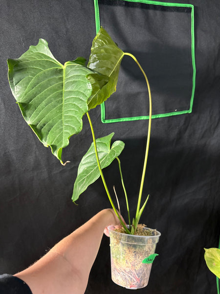 Anthurium chamberlainii huge plant