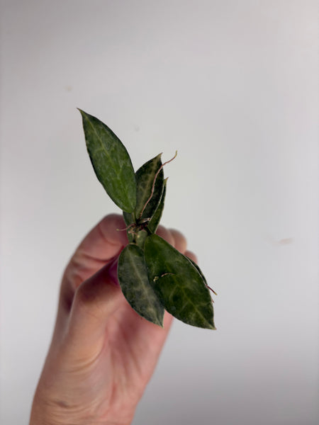 hoya lacunosa peridot cutting