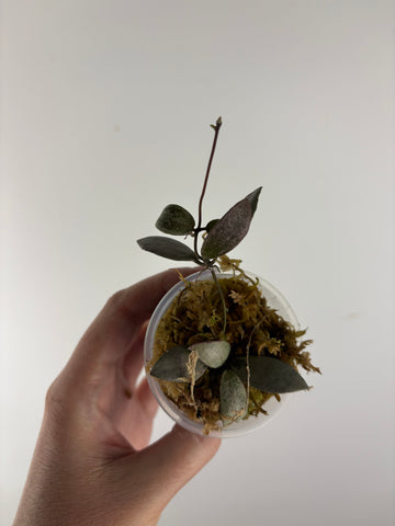 Hoya sp. Kalimantan ('Mini Coin' silver) 2