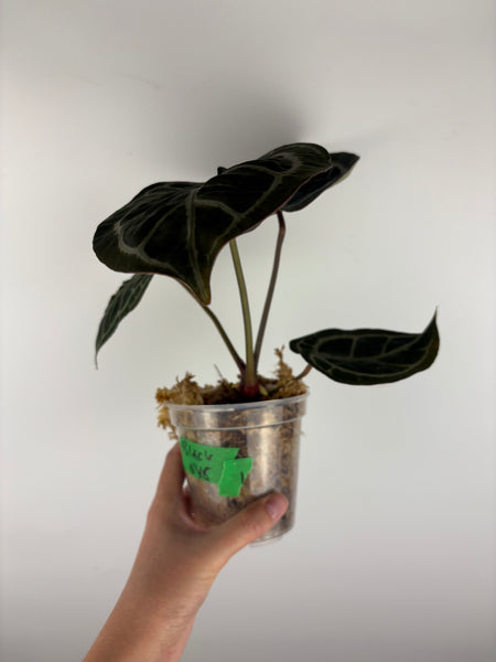 Anthurium black crystallinum 1