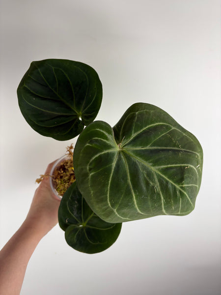 Anthurium king of spades A2 medium+