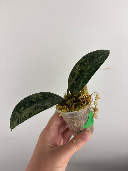 hoya sp aceh mustika 