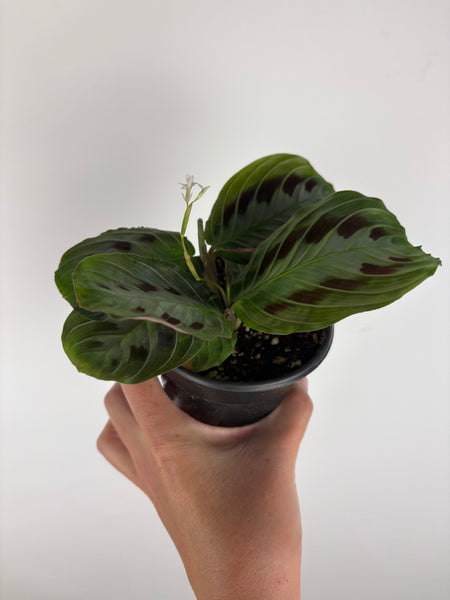 Maranta 'leuconeura' Massangeana Black 4 inch