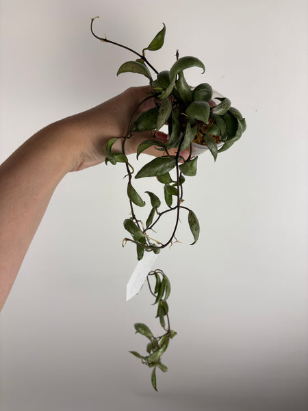 Hoya black edge