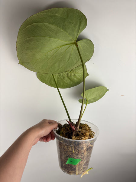 Anthurium king of spades F large