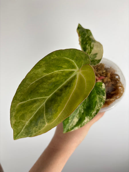 Anthurium papillilaminum variegated x Carlablackiae (Thailand) E