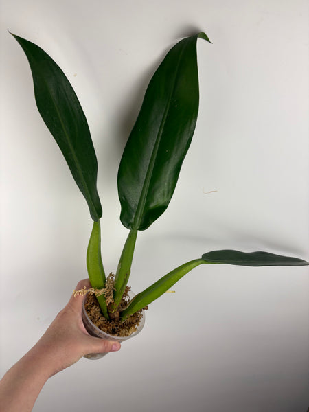 philodendron martianum A