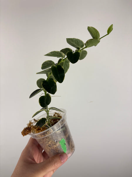 Hoya cumingiana Albo 1