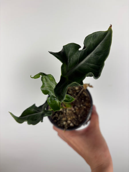Alocasia teletubbies 4 inch