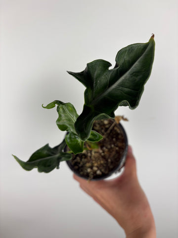 Alocasia teletubbies 4 inch