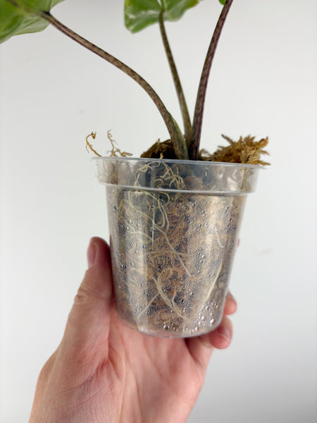 Alocasia stingray albo variegated