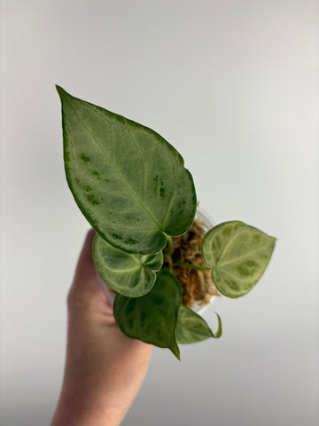 Anthurium silver chrome B