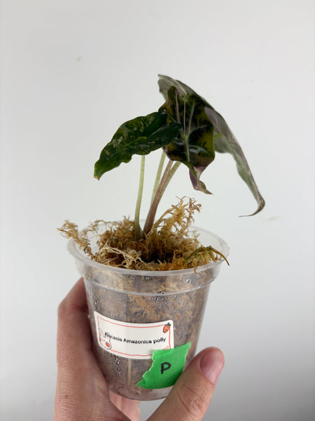 Alocasia Amazonica polly pink A