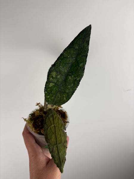 hoya clemensiorum crocodile A