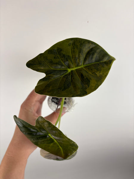 alocasia golden bone aurea C