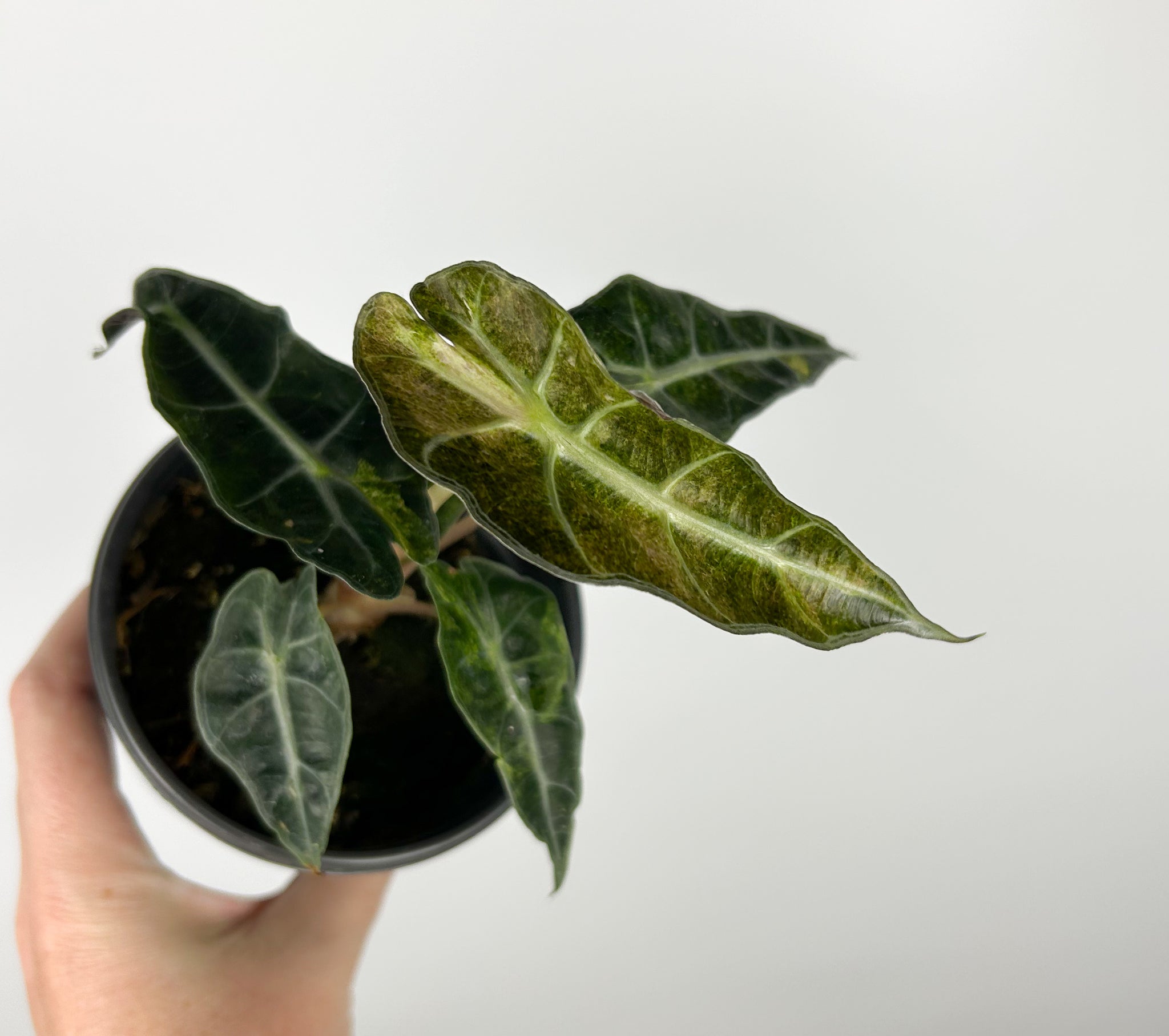 Alocasia Amazonica aurea 4 inch pot C