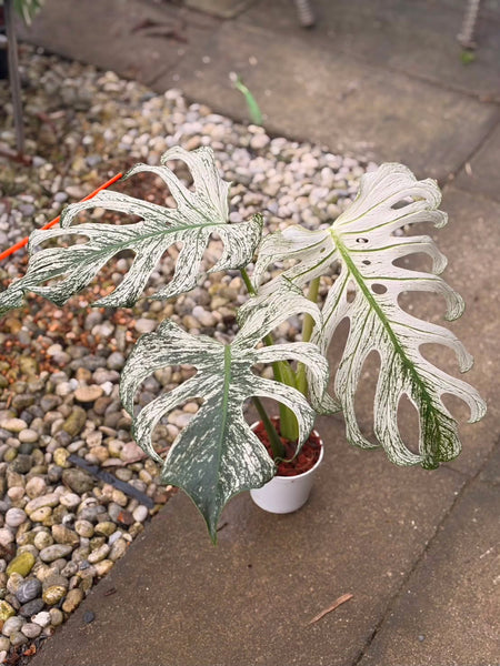 Monstera devil (Thailand) unacclimated