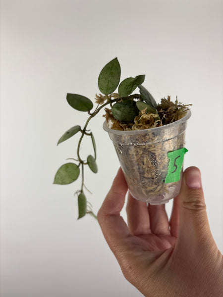 Hoya lacunosa sulcata 5