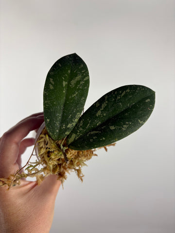 Hoya vitellinoides sp bengkulu 3